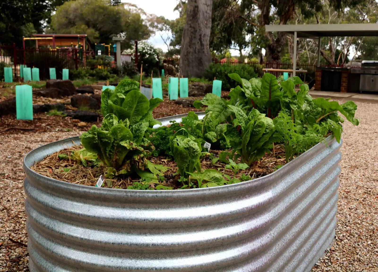 A corrugated steel raised bed full of leafy greens, with more beds and young trees behind
