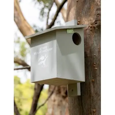 A pale timber nesting box with a round entrance hole, fixed high on the trunk of a eucalypt